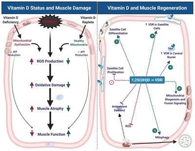 Frontiers Vitamin D Promotes Skeletal Muscle Regeneration and